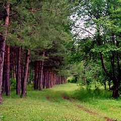 photo "Wood sketches 2"