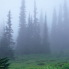 photo "Foggy meadow"