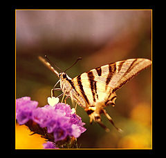 photo "Buterfly"