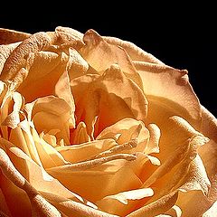 photo "golden rose"