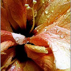 photo "Serenade in the rain"