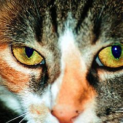 photo "In your eyes"