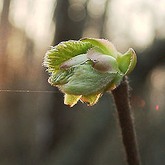 photo "ROPE WALKING SUN!"