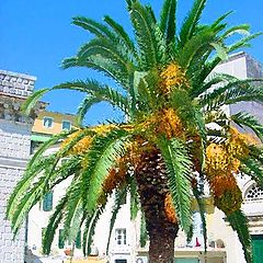 photo "Greek Palm"