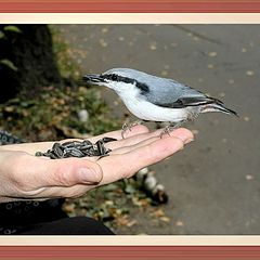 photo "Stocks for winter"