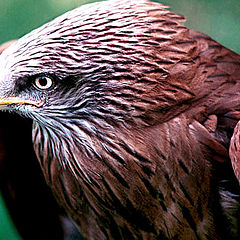 photo "Eagle"