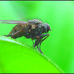 photo "Green II"