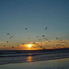 photo "Sunset Dancers"