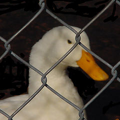 photo "Duck in Jail"
