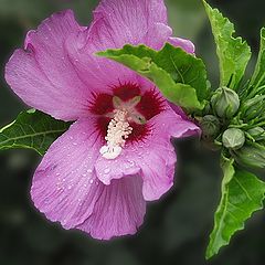 photo "Autumn Flowers"