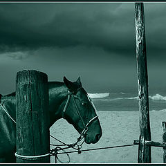 фото "ONCE UPON A TIME IN MEXICO"