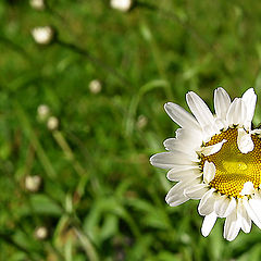 photo "Oxeye daisy"