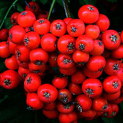 photo "Ashberry"