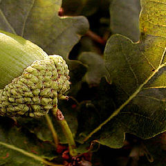 фото "Green Nature"