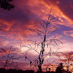 фото "Sifting the Sunset"