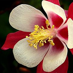 photo "Red Columbine"