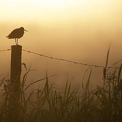 photo "Redshank"