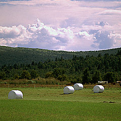 фото "Summer day at the farm."