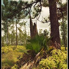 photo "Palm in pine forest..."