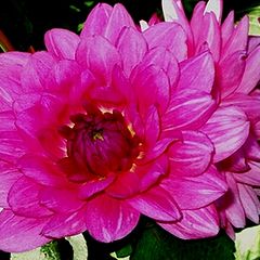 фото ""Pink Beauty""