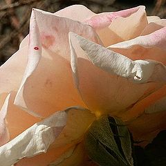 photo "The back rose"
