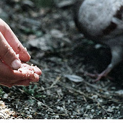 photo "Feeding the pigeons..."