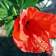 photo "Tenderness in red colours"