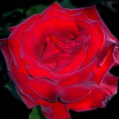 фото ""The blood red rose""