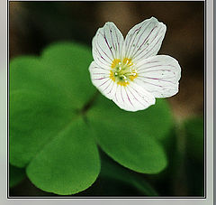 photo "Oxalis acetosella"