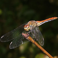photo "Dragonfly in an ambush"