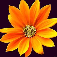 photo "Orange Flower"