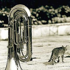 photo "Cat and Music"