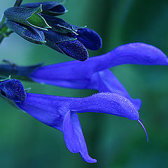 photo "Shy blue flowers"