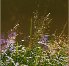 photo "In thrickets of a sedge"