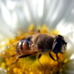 photo "Dreaming bee!"
