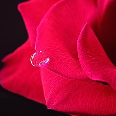 photo "Tear for love"