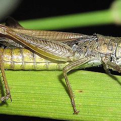 photo "Large scale grasshopper"