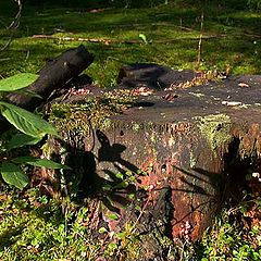 photo "And even stump at july day..."