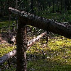 photo "Secluded Forest - II"