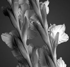 photo "Gladiolus"