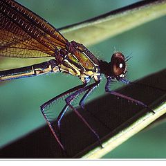 photo "dragon fly"