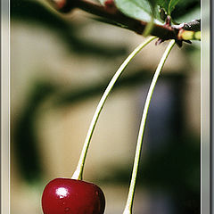 photo "Two cherrys"