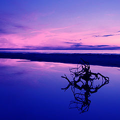 photo "Reflections in the water"