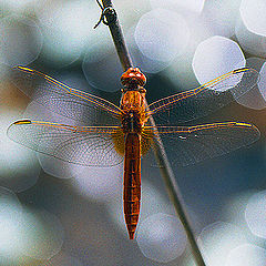 photo "Resting in the light..."