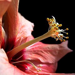 фото "Stamen`s view"