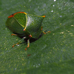 photo "Mysterious animal, or art of masking"