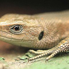 photo "Little lizard undert the autumn Sun"