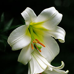 photo "Lily"