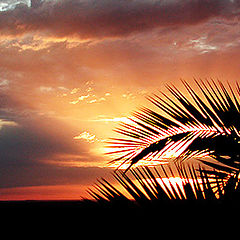 photo "palm-tree sunset"