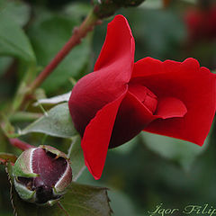 фото "Rose"